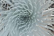Silversword